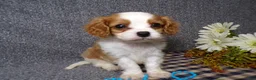 Cavalier King Charles Spaniel dogs for sale: Bozo - Ad 5