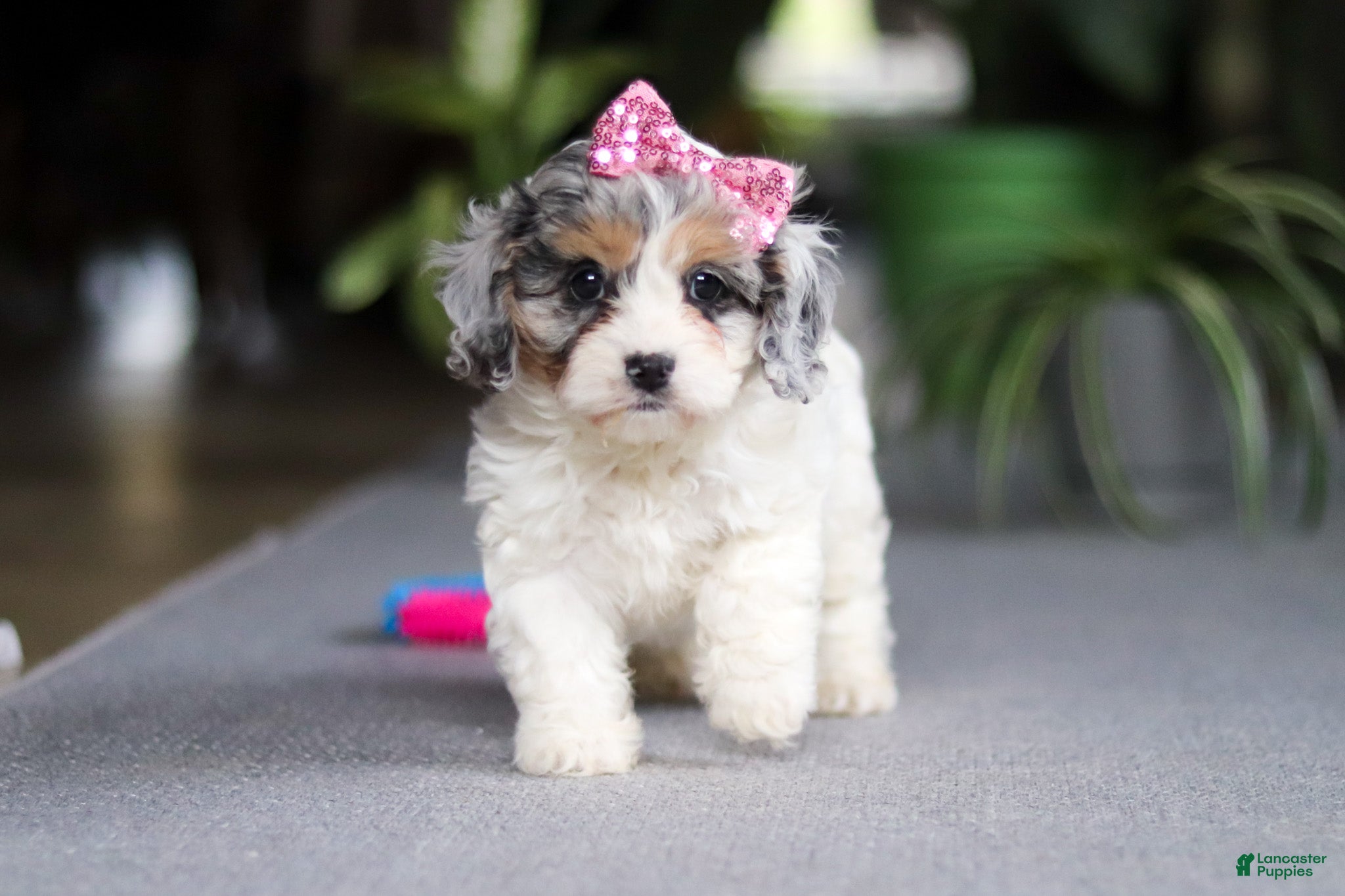 Cavapoo dogs Sarah - Ad 25