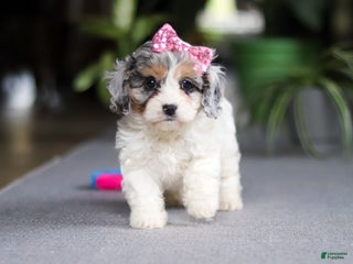 Cavapoo dogs Sarah - Ad 25