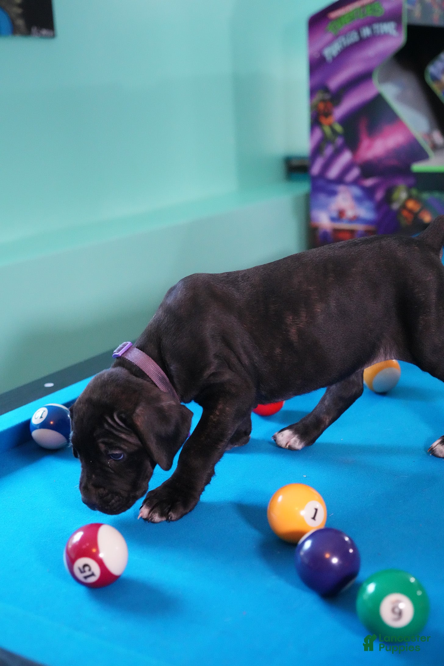 Cane Corso dogs Shuri - Ad 2