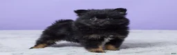 Pomeranian dogs for sale: Teddy - Ad 4