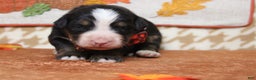 Bernese Mountain Dog dogs for sale: Rafiki  - Ad 2