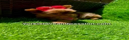 Yorkshire Terrier dogs for sale: Red chocolate Merle female  - Ad 10