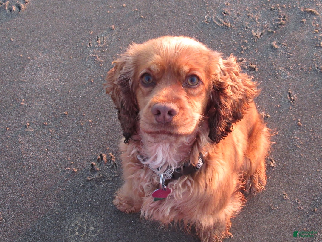 Cocker Spaniel dogs for sale: Banza - Ad 5