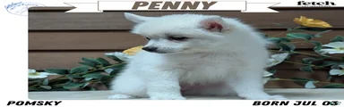 Penny