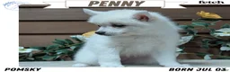 Pomsky dogs for sale: Penny - Ad 1