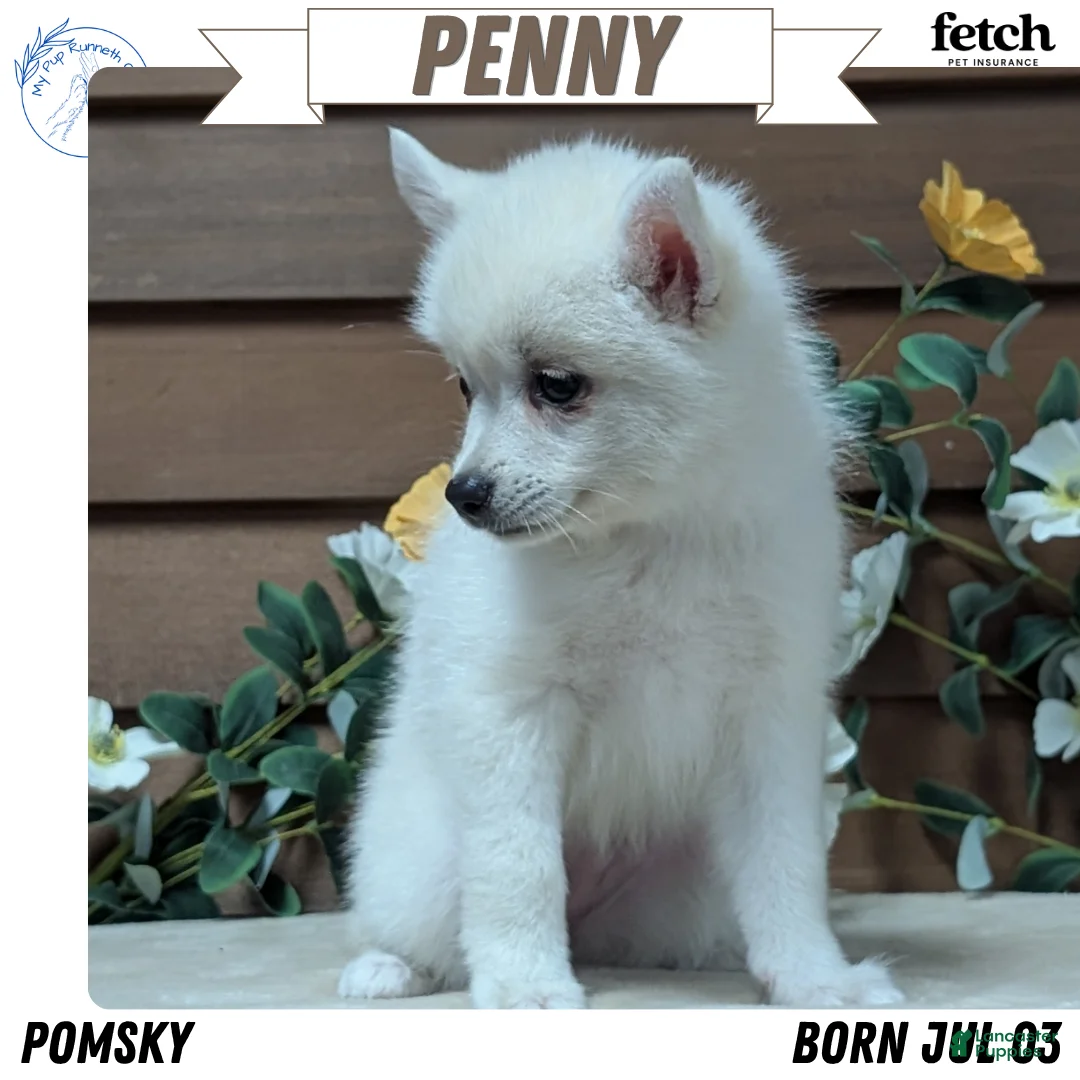 Pomsky dogs for sale: Penny - Ad 1