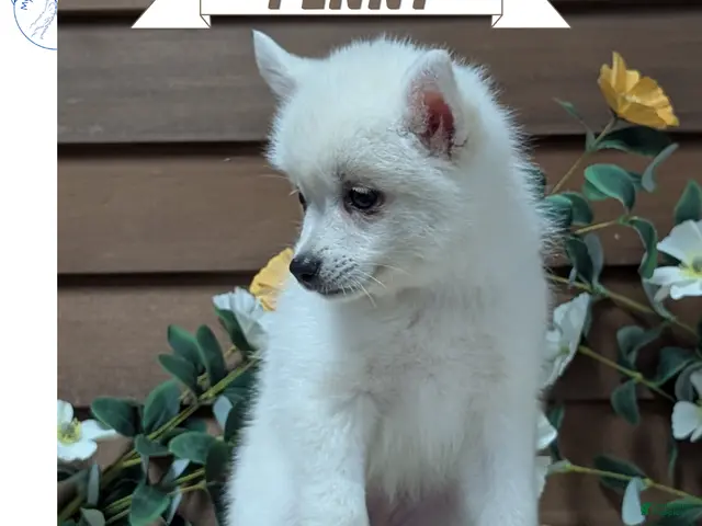 Pomsky dogs for sale: Penny - Ad 1