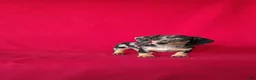 Miniature Dachshund dogs for sale: Tammie - Ad 7