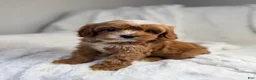 Cavapoo dogs for sale: Pluto-toy - Ad 5