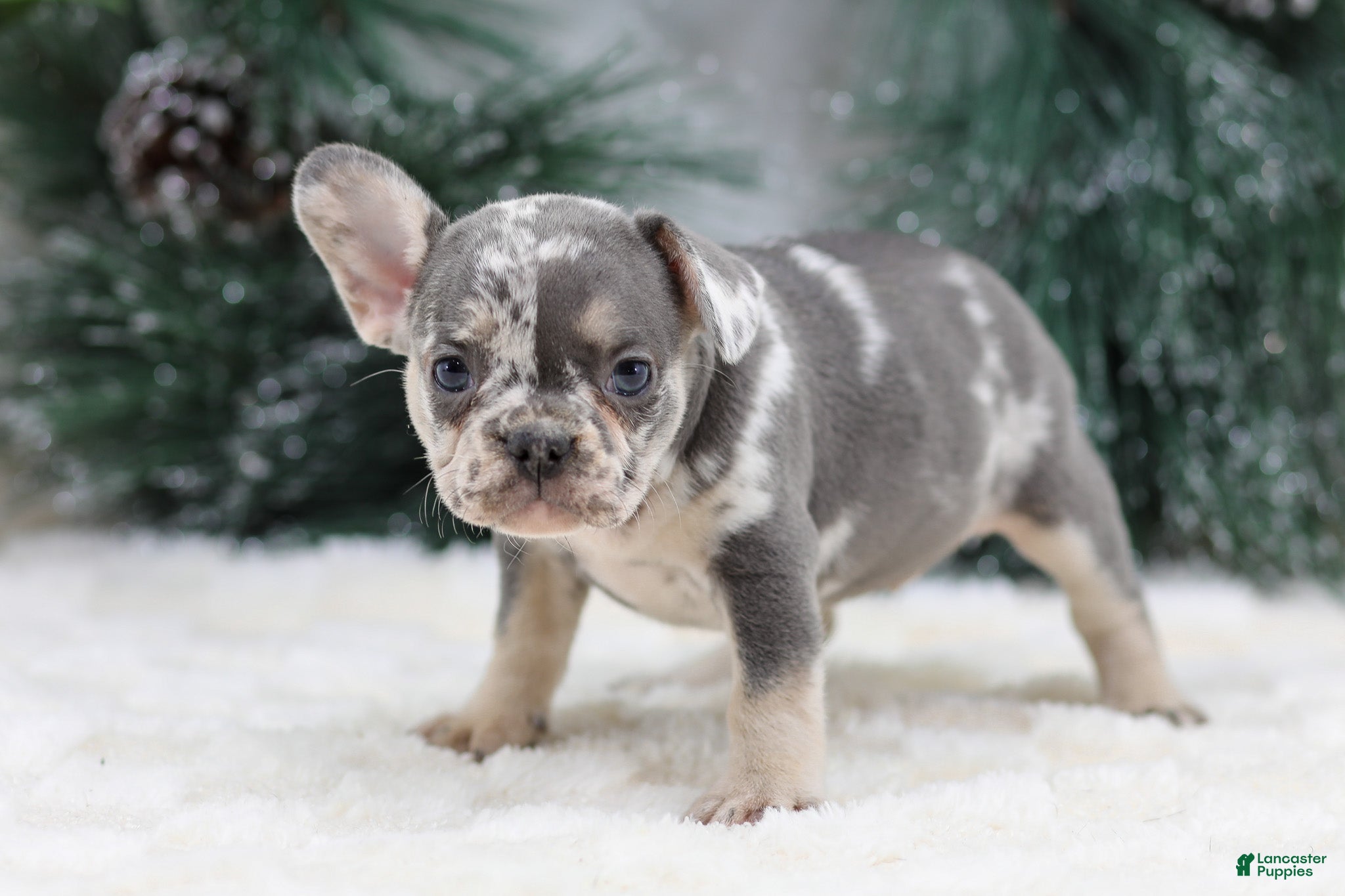 French Bulldog dogs Florence - Ad 14