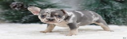 French Bulldog dogs for sale: Florence - Ad 1