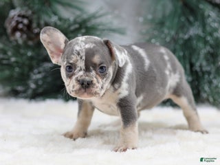 French Bulldog dogs Florence - Ad 16