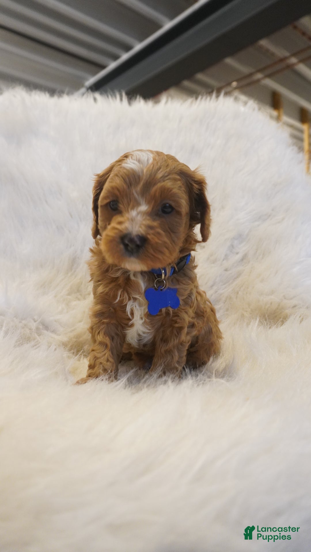 Cavapoo dogs for sale: Icey  - Ad 4