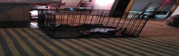 Rottweiler dogs for sale: Melina  - Ad 9