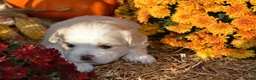 Malshi dogs for sale: Skye - Ad 3