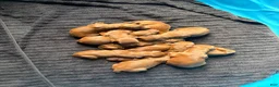 Irish Setter dogs for sale: Irish Setter 1 - Ad 2
