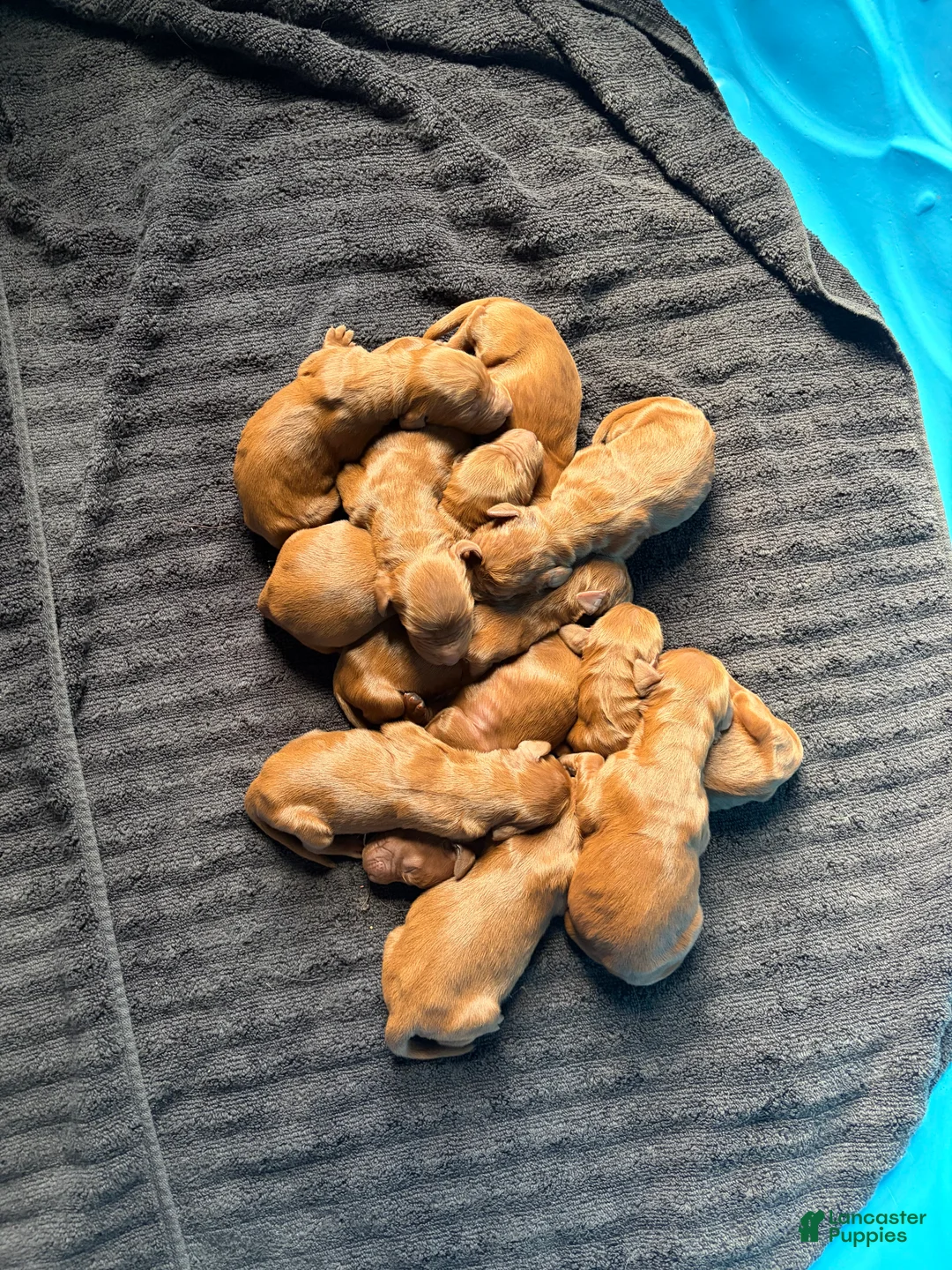 Irish Setter dogs for sale: Irish Setter 1 - Ad 2