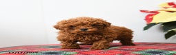 Miniature Poodle dogs for sale: Raymond - Ad 4