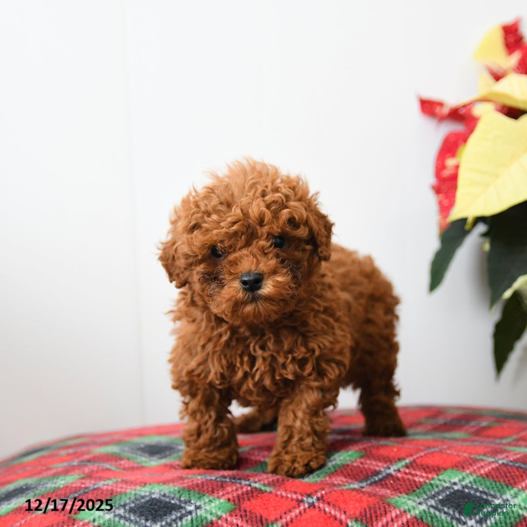 Miniature Poodle dogs for sale: Raymond - Ad 4
