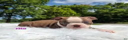 Boston Terrier dogs for sale: Rita - Ad 6