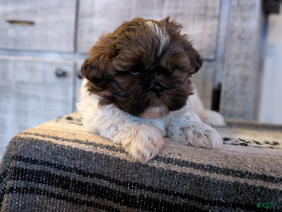Shih Tzu dogs for sale: Starr - Ad 2