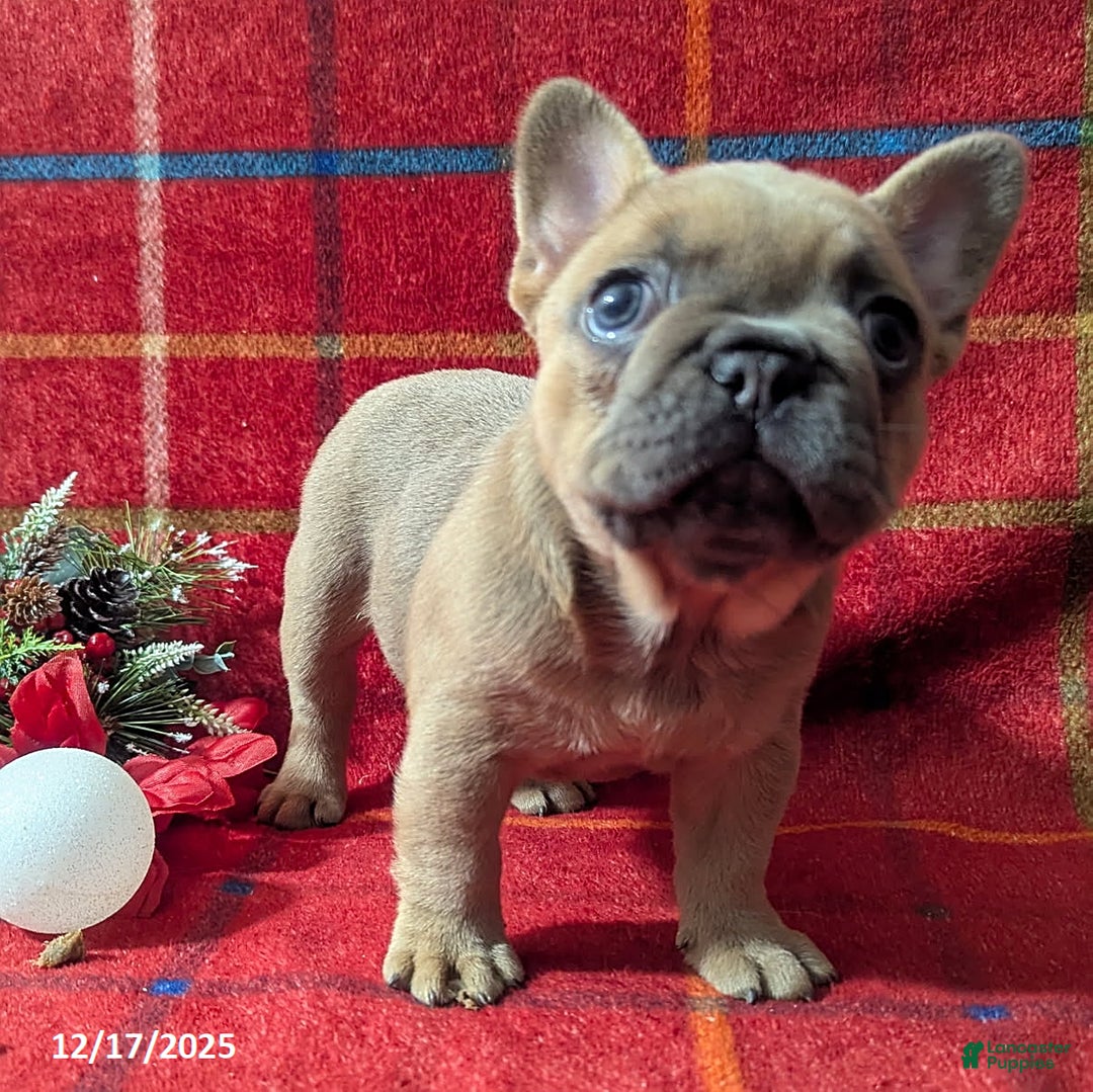 French Bulldog dogs for sale: Amy - Ad 3