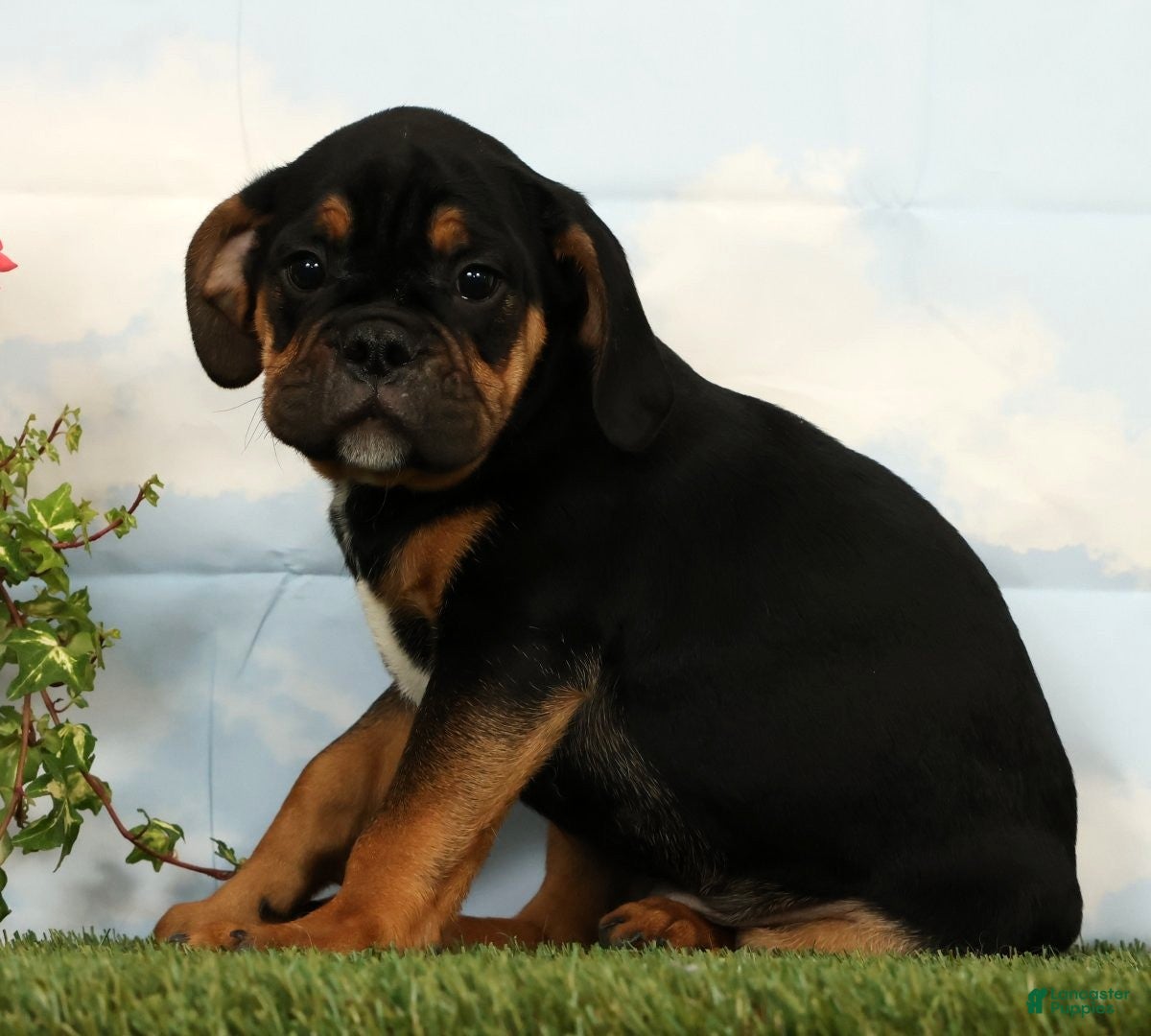 Mixed Breed dogs Lux - Ad 2