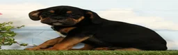 Mixed Breed dogs for sale: Lux - Ad 2