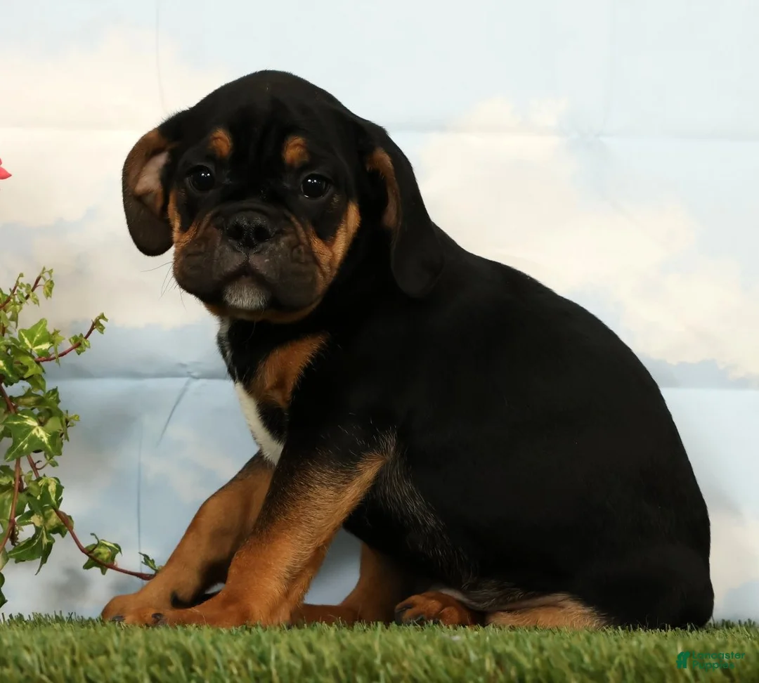 Mixed Breed dogs for sale: Lux - Ad 2
