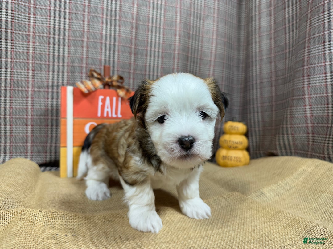 Havanese dogs for sale: Havanese Puppy 1 - Ad 1