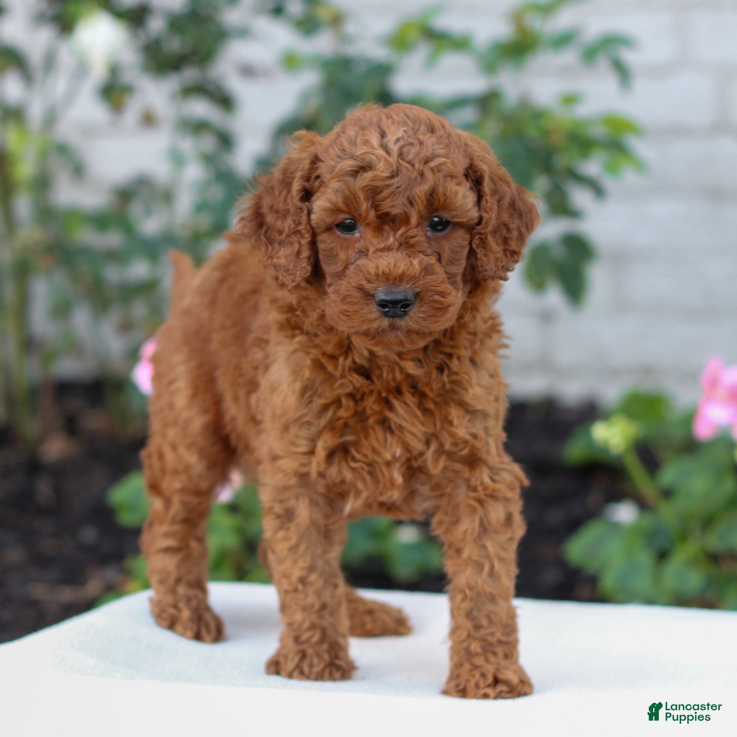 Mini Goldendoodle dogs Harvey  - Ad 2