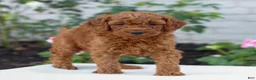 Mini Goldendoodle dogs for sale: Harvey  - Ad 2