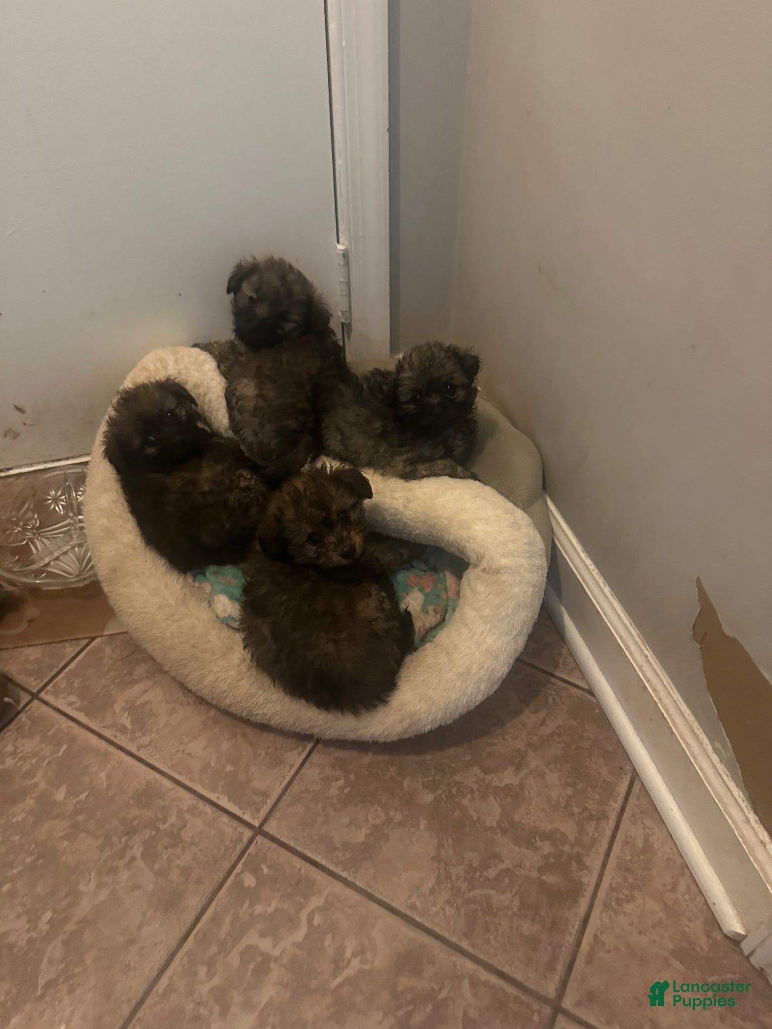 Pomapoo dogs Pomapoo Puppy 1 - Ad 19