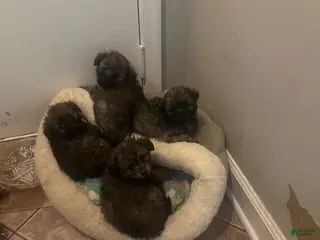 Pomapoo dogs Pomapoo Puppy 1 - Ad 19