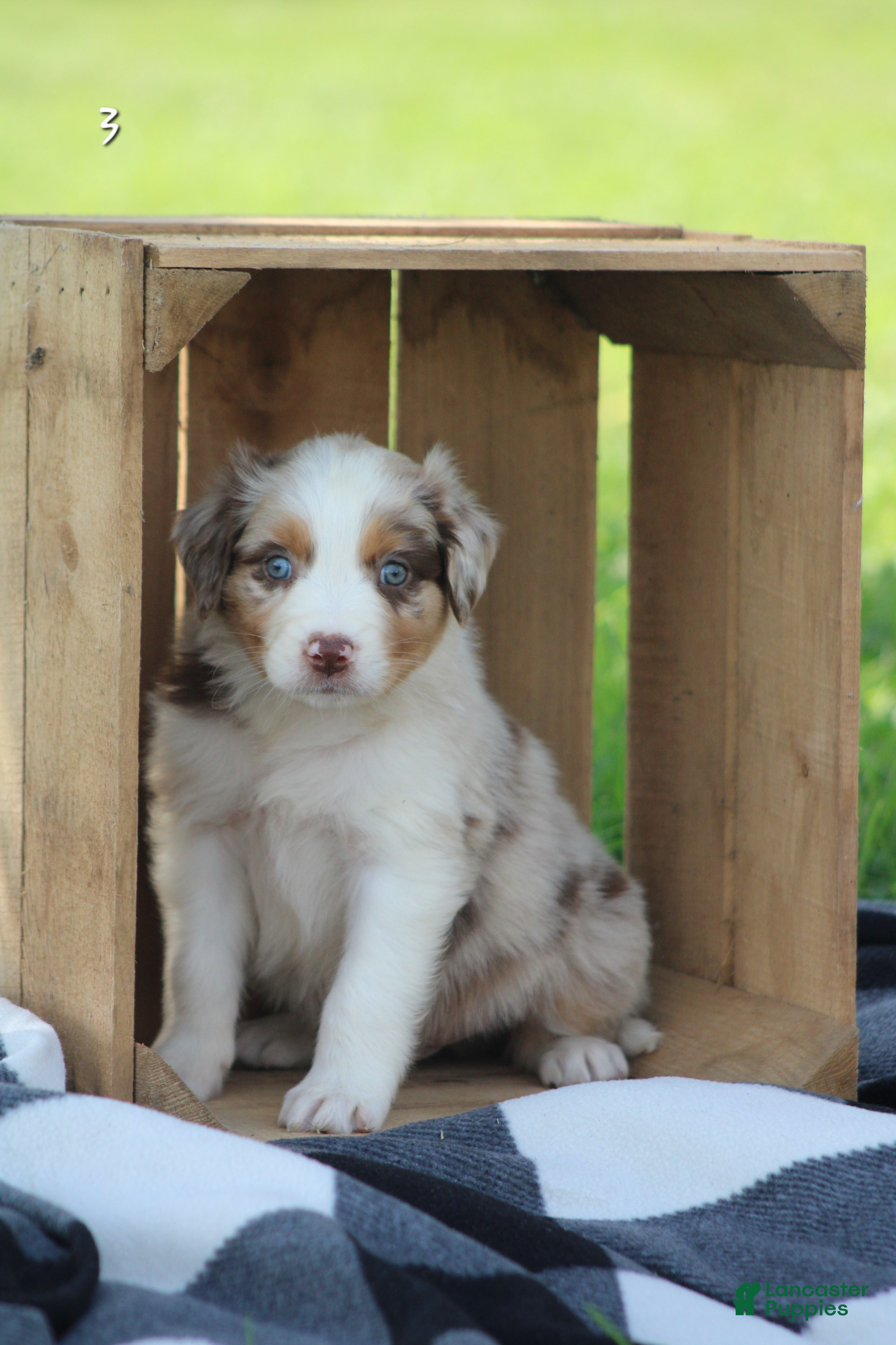 Milo (Australian Shepherd, Male) in Quarryville, PA
