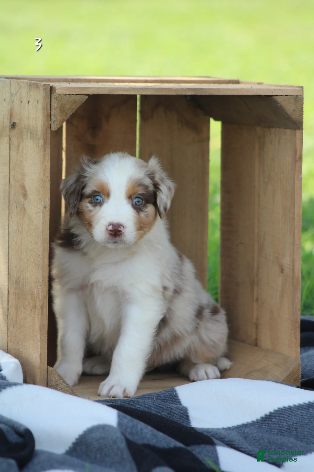 Australian Shepherd dogs for sale: Milo - Ad 1