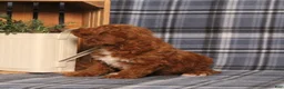 Miniature Poodle dogs for sale: Holland - Ad 3
