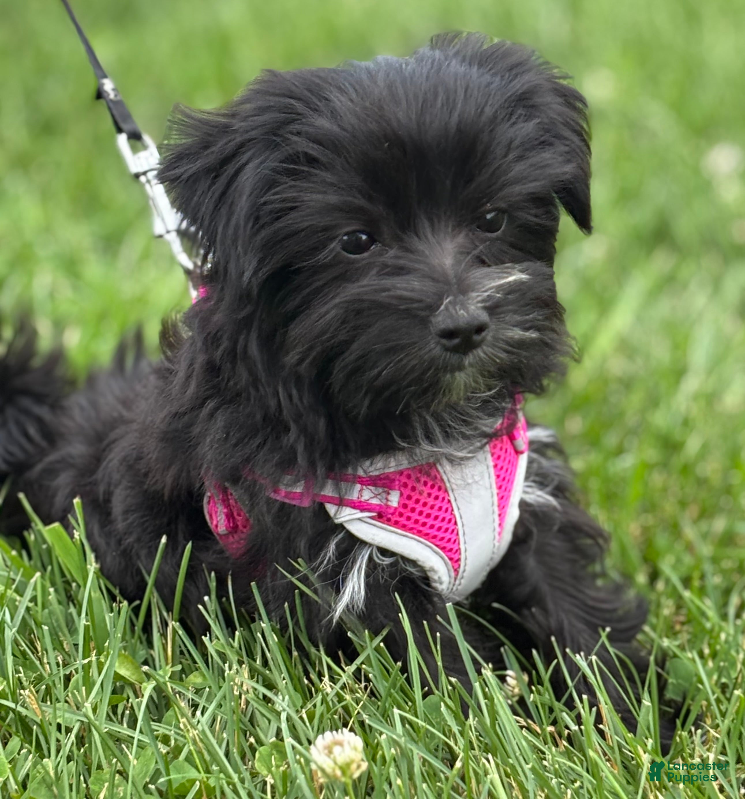 Morkie dogs Miss Janie  - Ad 1