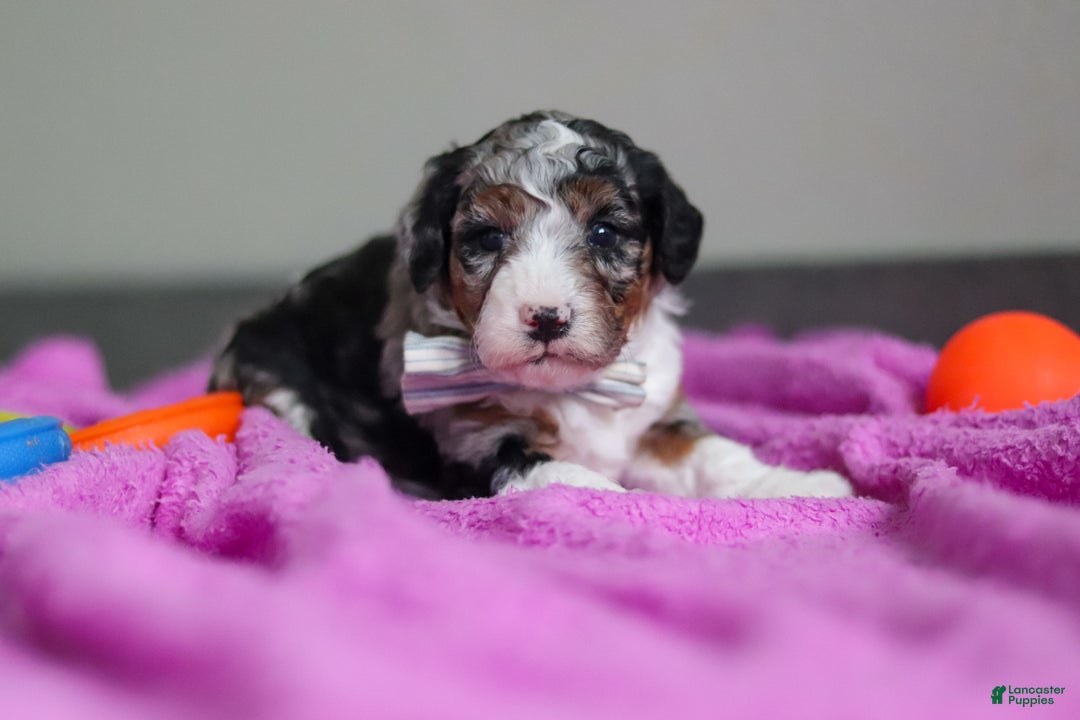 Mini Bernedoodle dogs for sale: Jasper - Ad 6