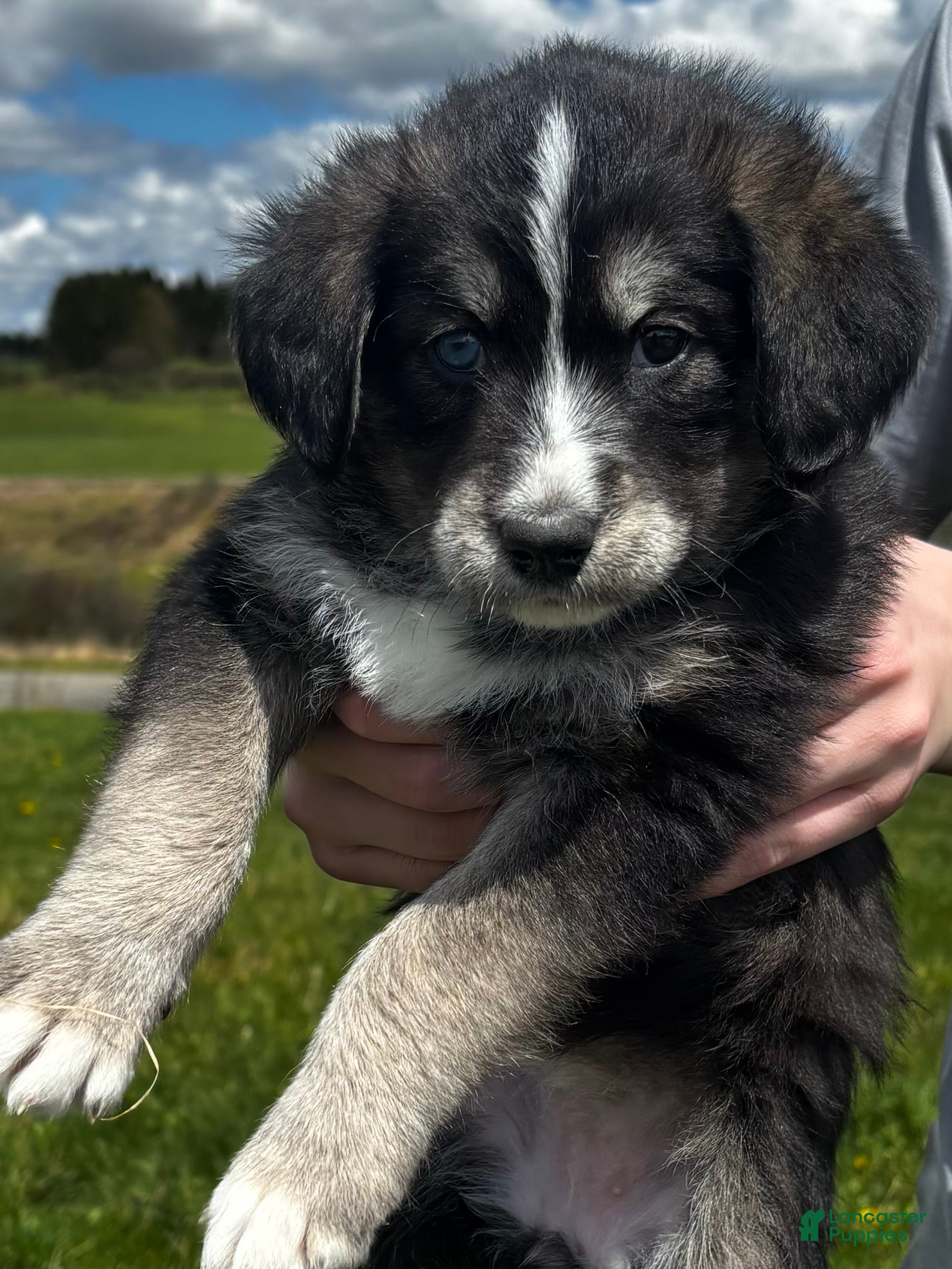 Huskipoo dogs Panda - Ad 5