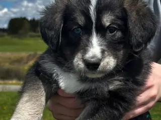 Huskipoo dogs Panda - Ad 5
