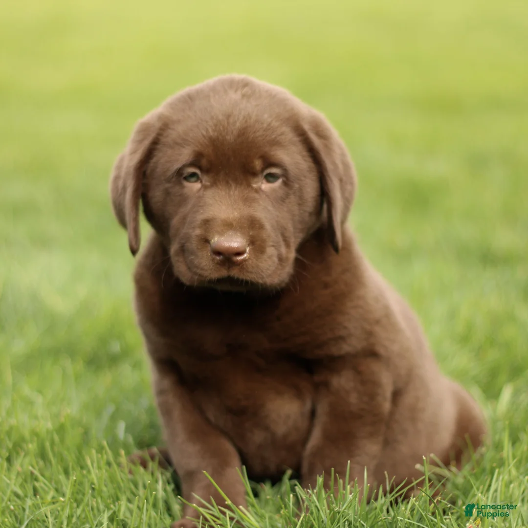 Labrador Retriever dogs for sale: Houston  - Ad 1