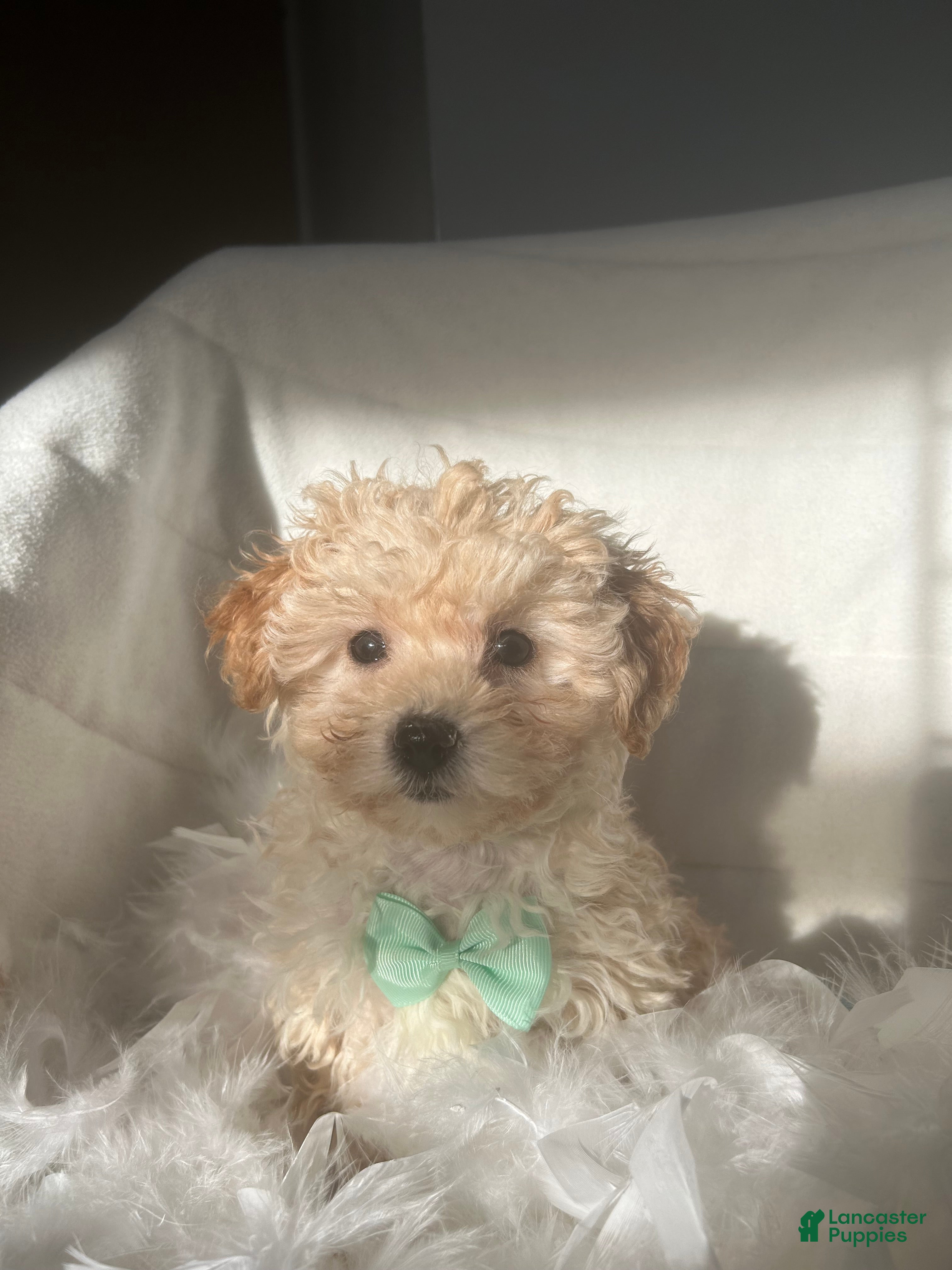 Mixed Breed dogs Wilson  - Ad 21