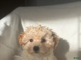 Mixed Breed dogs Wilson - Ad 21