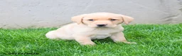 Labrador Retriever dogs for sale: Elvis - Ad 4