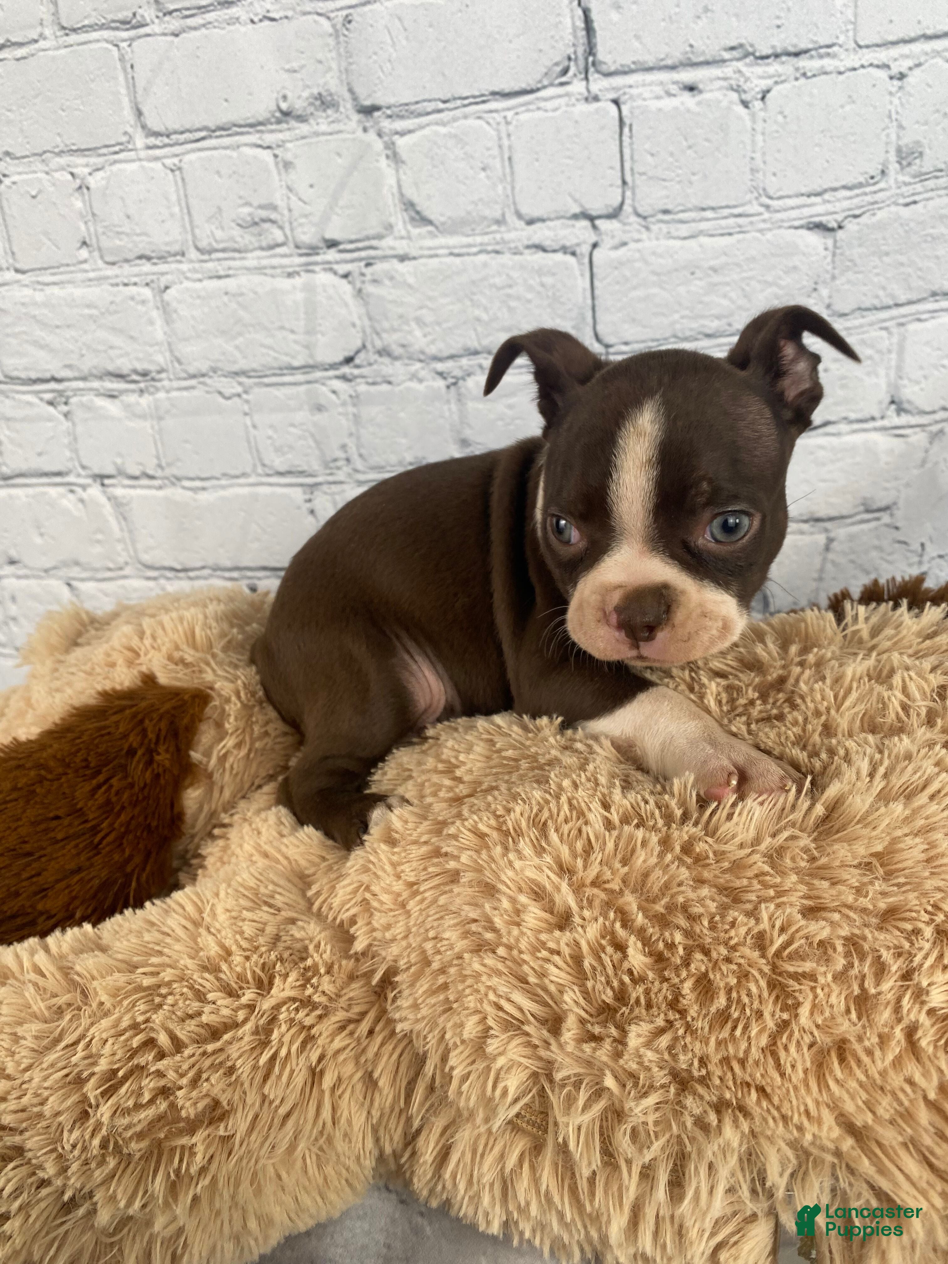 Boston Terrier dogs Zoey - Ad 1