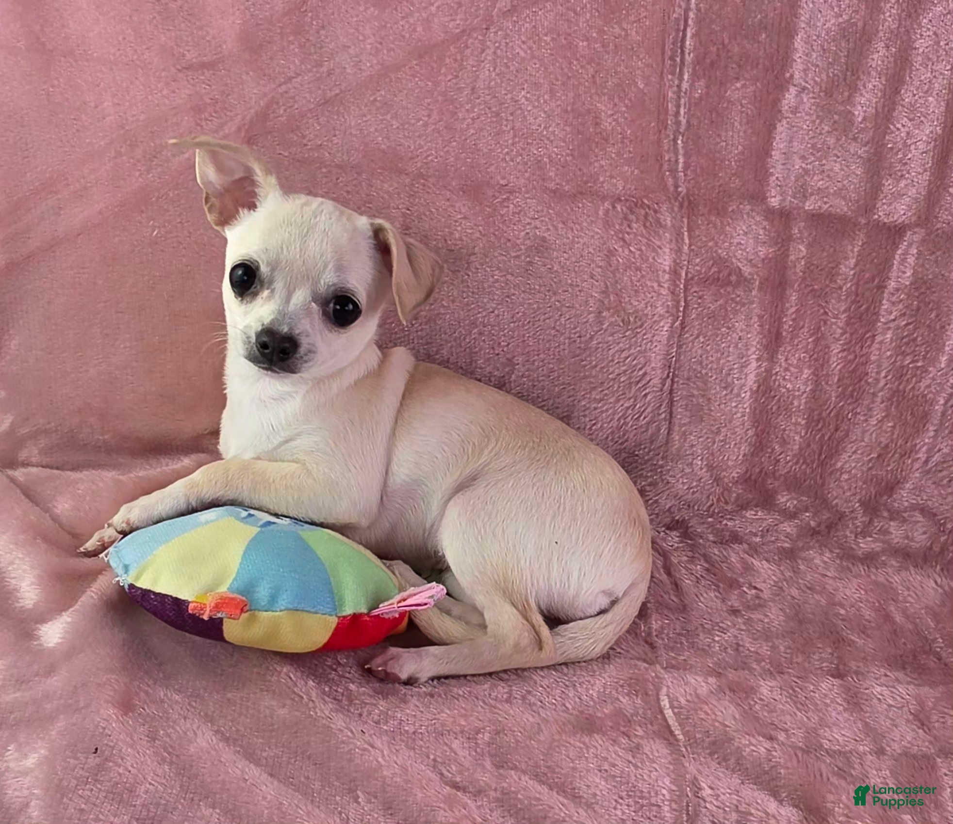 Nana (Chihuahua, Female) in Brooksville, KY