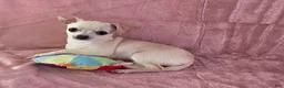 Chihuahua dogs for sale: Nana - Ad 1
