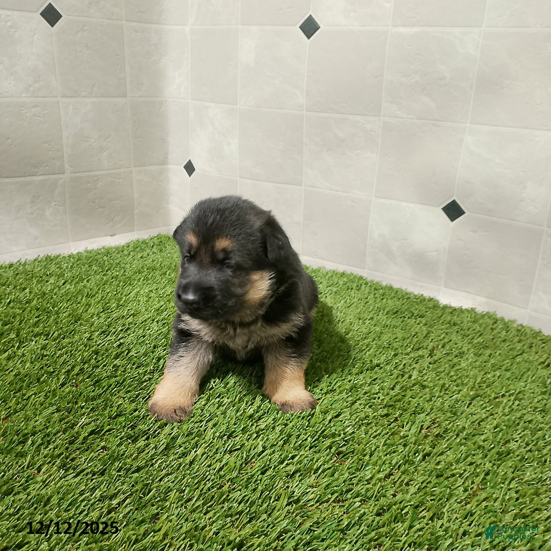 German Shepherd dogs for sale: Aspen - Ad 4